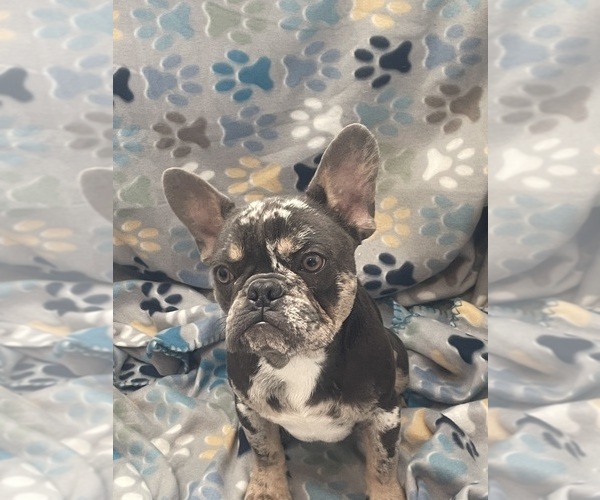 Medium Photo #4 French Bulldog Puppy For Sale in PHOENIX, AZ, USA