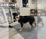 Small #1 Australian Shepherd