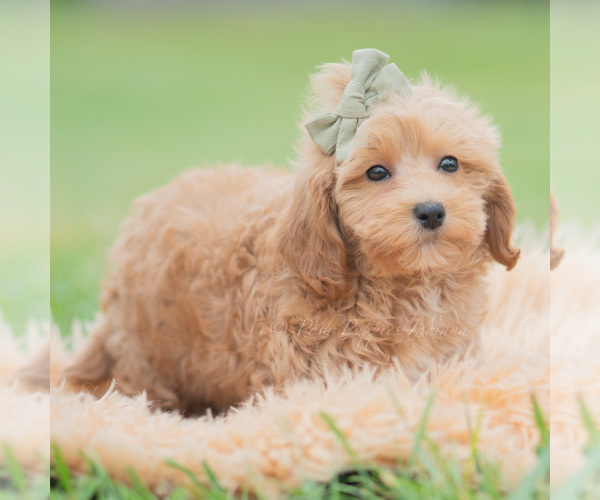Medium Photo #4 Maltipoo (Miniature) Puppy For Sale in WARSAW, IN, USA