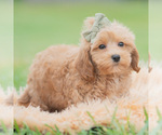 Small Photo #16 Maltipoo (Miniature) Puppy For Sale in WARSAW, IN, USA