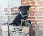 Puppy Puppy 3 German Shepherd Dog