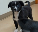 Image preview for Ad Listing. Nickname: Georgie