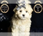 Small Photo #112 Maltipoo (Miniature) Puppy For Sale in WARSAW, IN, USA