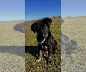 Australian Shepherd-Unknown Mix Dogs for adoption in Rockaway, NJ, USA