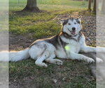 Small Photo #4 Siberian Husky Puppy For Sale in Omaha, NE, USA