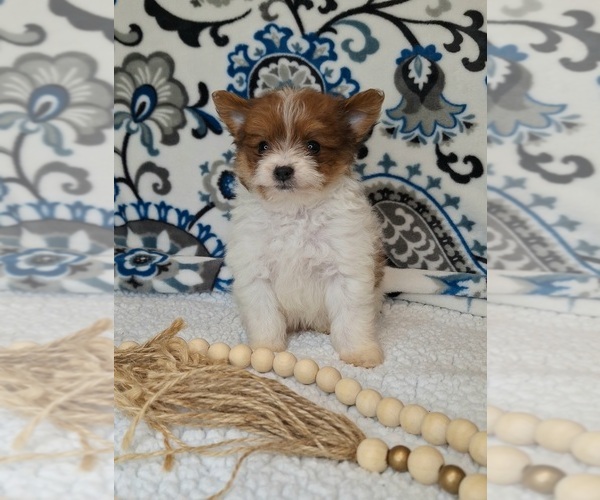 Medium Photo #4 Pomeranian-Poodle (Toy) Mix Puppy For Sale in LEWISBURG, KY, USA