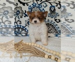 Small #3 Pomeranian-Poodle (Toy) Mix