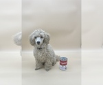 Small Photo #5 Poodle (Toy) Puppy For Sale in LONG GROVE, IL, USA