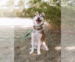 Small #2 Siberian Husky