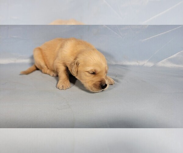 Medium Photo #5 Golden Retriever Puppy For Sale in FALCON, CO, USA