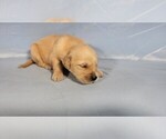 Small #4 Golden Retriever