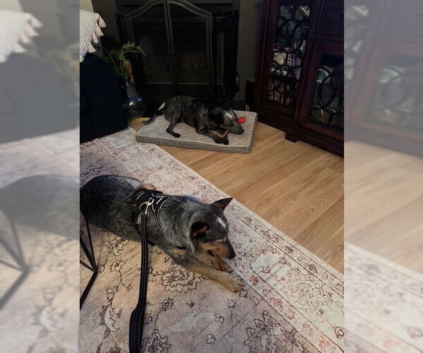 Medium Photo #5 Mutt Puppy For Sale in Garden City, NY, USA