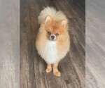 Small Photo #2 Pomeranian Puppy For Sale in LEHIGH ACRES, FL, USA