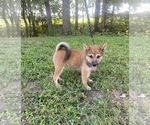Small Photo #1 Shiba Inu Puppy For Sale in STELLA, MO, USA