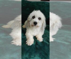Father of the Coton de Tulear puppies born on 02/01/2022