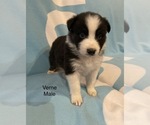 Small Photo #5 Australian Shepherd Puppy For Sale in EXETER, MO, USA