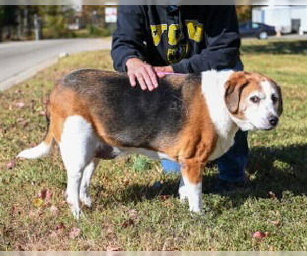 Medium Photo #4 Mutt Puppy For Sale in Glen Allen, VA, USA