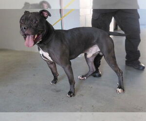 Mutt Dogs for adoption in St. Cloud, FL, USA