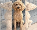 Small Photo #1 Goldendoodle (Miniature) Puppy For Sale in SOUTH BOSTON, VA, USA