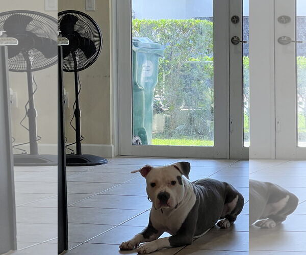 Medium Photo #4 Mutt Puppy For Sale in Miami, FL, USA