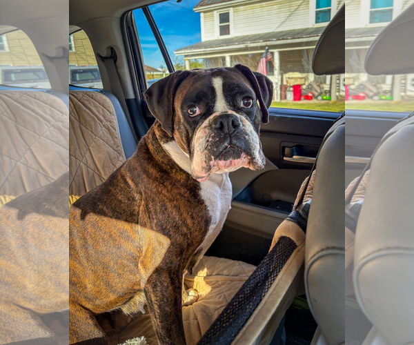 Medium Photo #2 Boxer Puppy For Sale in Dumont, NJ, USA