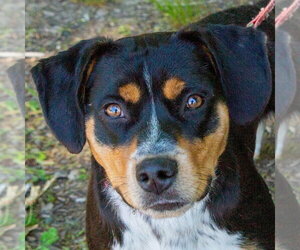 Roy - Male Mutt Dog for Adoption - Photo #7