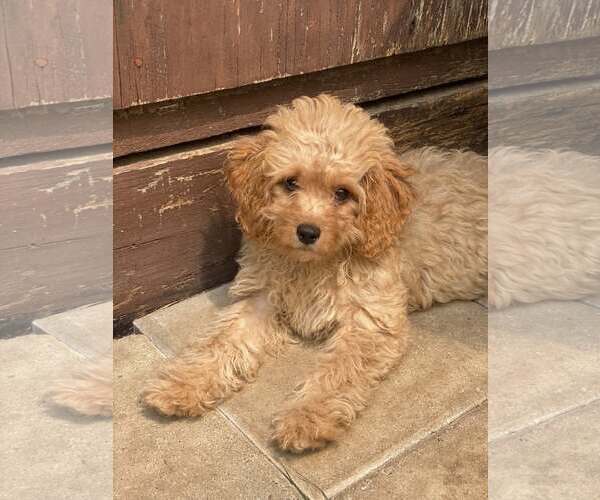 Medium Photo #1 Cavapoo Puppy For Sale in Lewistown, PA, USA