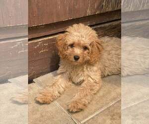 Cavapoo Dogs for adoption in Lewistown, PA, USA