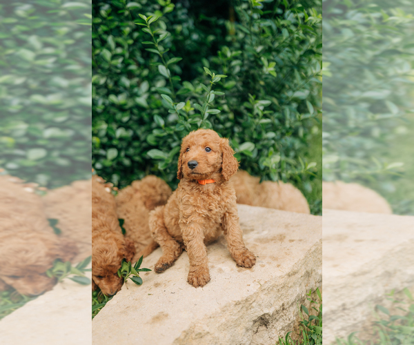 Medium Photo #5 Goldendoodle Puppy For Sale in PECK, KS, USA