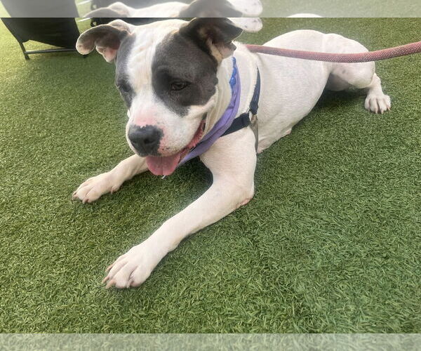 Medium Photo #7 American Bulldog Puppy For Sale in Pompano Beach , FL, USA