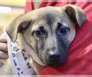 Mutt Dogs for adoption in Jefferson, NJ, USA