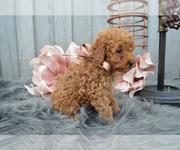 Medium Photo #4 Poodle (Miniature) Puppy For Sale in HONEY BROOK, PA, USA