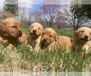 Golden Retriever Puppy for Sale in FREDONIA, Kentucky USA