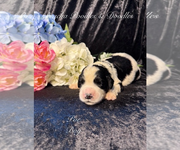 Medium Photo #4 Golden Mountain Doodle  Puppy For Sale in SAINT CLOUD, MN, USA