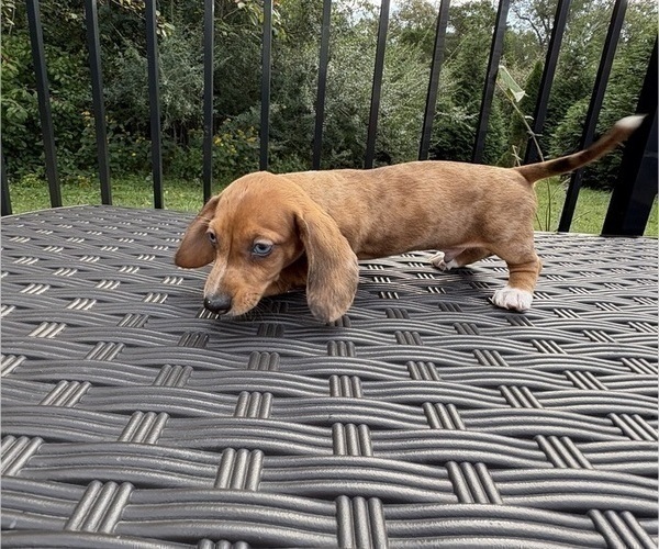 Medium Photo #3 Dachshund Puppy For Sale in WILLIAMSBURG, VA, USA