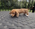 Small #2 Dachshund
