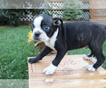 Small Photo #3 Boston Terrier Puppy For Sale in SHILOH, OH, USA