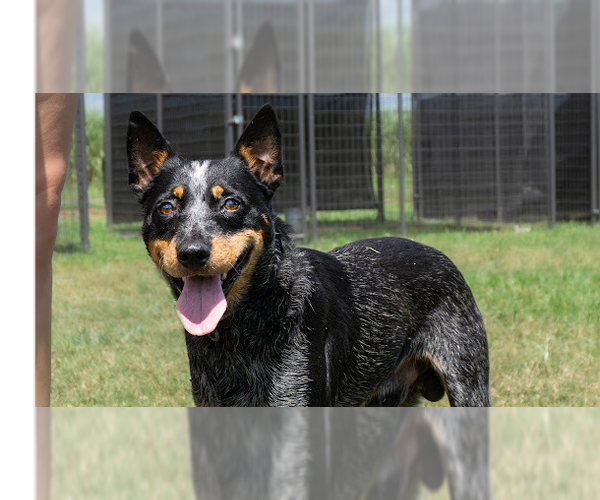 Medium Photo #4 Mutt Puppy For Sale in Abbeville, LA, USA