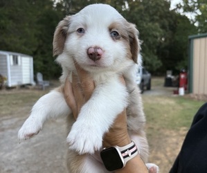 Medium Miniature Australian Shepherd