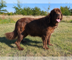 Mother of the Newfoundland puppies born on 07/30/2026