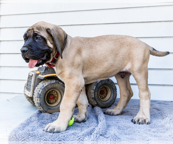 Medium Photo #6 Mastiff Puppy For Sale in WAKARUSA, IN, USA