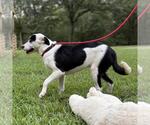 Small #1 Labrador Retriever Mix