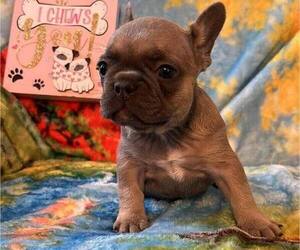 French Bulldog Puppy for sale in THOMSON, GA, USA