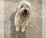 Puppy 1 Goldendoodle