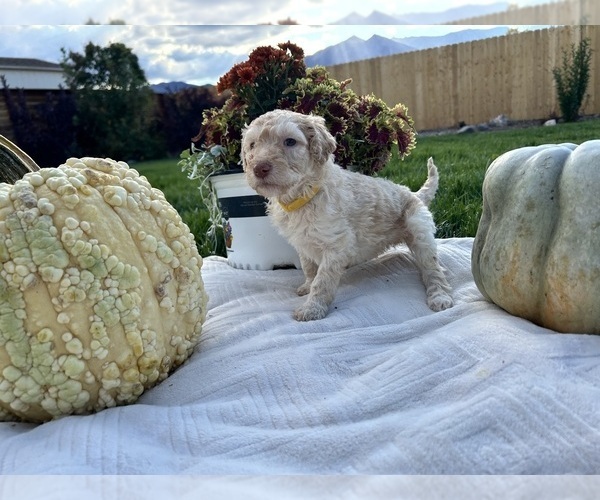 Medium Photo #5 Poodle (Standard) Puppy For Sale in GARDNERVILLE, NV, USA