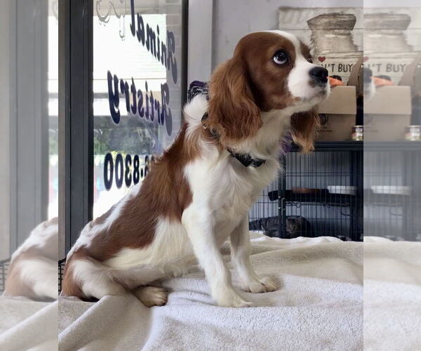 Medium Photo #2 Cavalier King Charles Spaniel Puppy For Sale in Lincolnwood, IL, USA
