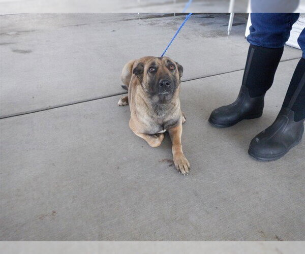 Medium Photo #1 German Shepherd Dog-Unknown Mix Puppy For Sale in Oroville, CA, USA