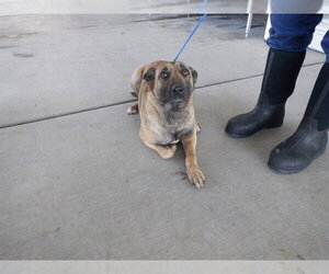 German Shepherd Dog-Unknown Mix Dogs for adoption in Oroville, CA, USA