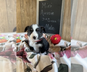Miniature Australian Shepherd Puppy for sale in COLDWATER, MI, USA