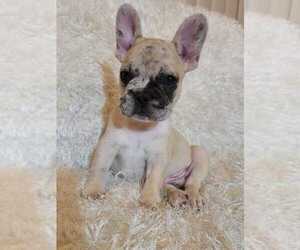 French Bulldog Puppy for sale in BONNEY LAKE, WA, USA